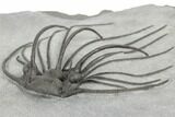 Rare, Spiny Heliopeltis Trilobite - Issoumour, Morocco #189986-6